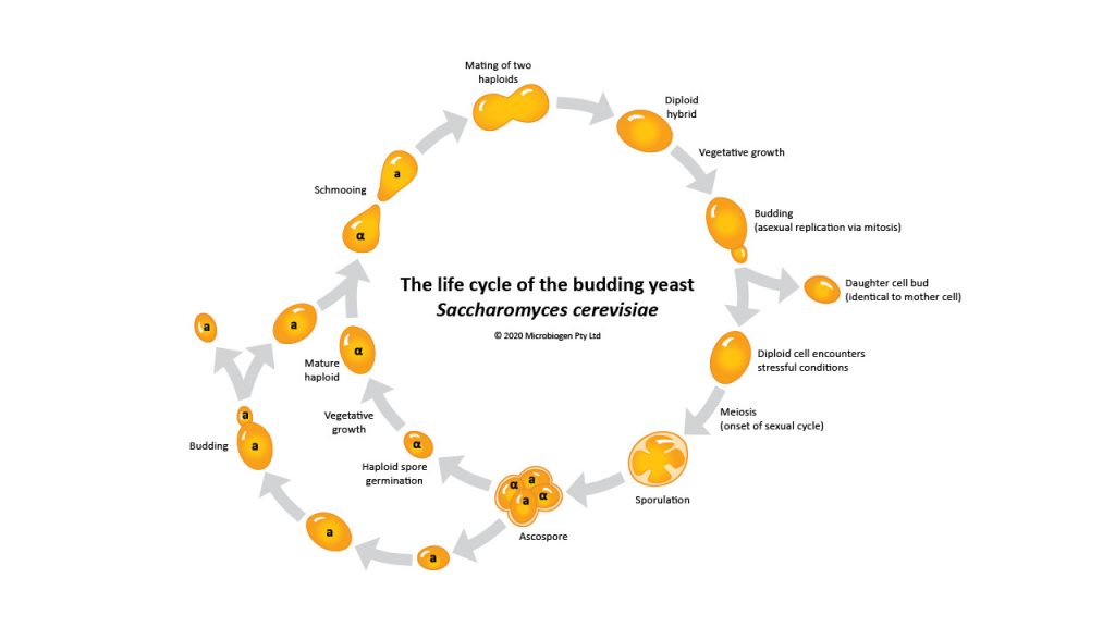 Click to view the yeast life cycle